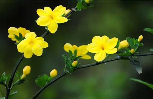 迎春花是什么颜色