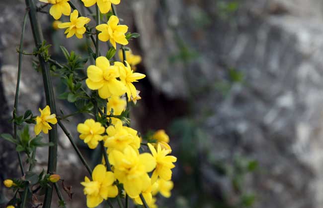 迎春花病虫害防治技术
