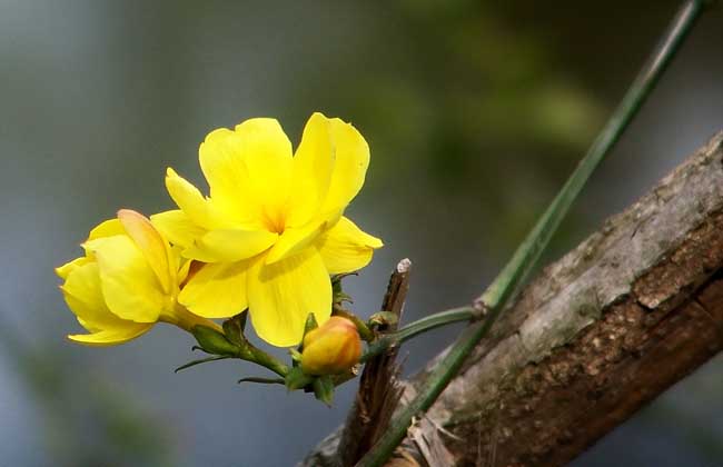 迎春花病虫害防治技术