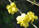 迎春花病虫害防治技术