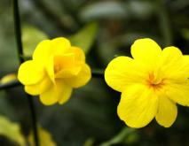 迎春花
