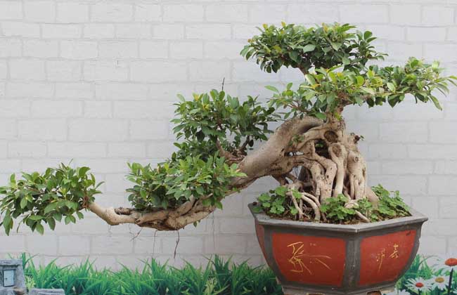 榕树盆景多少钱