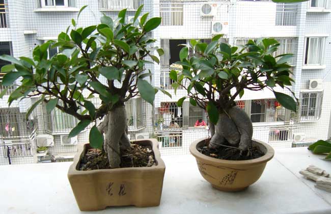 榕树盆景怎么养