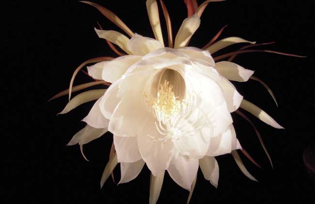 昙花什么时候开