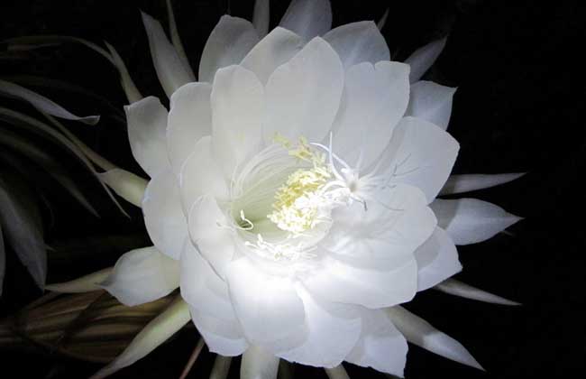 昙花一现的意思