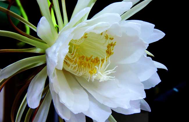 昙花