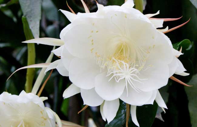 昙花的繁殖方法