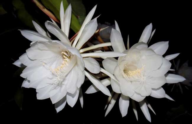 昙花可以吃吗