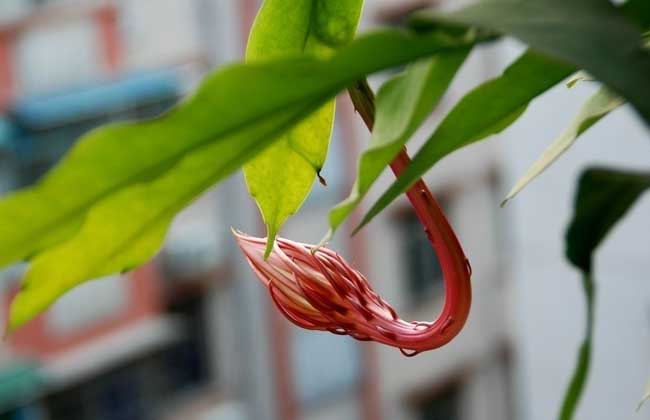 昙花为什么晚上开