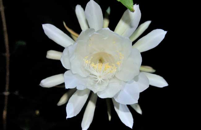 昙花为什么晚上开