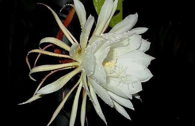 昙花为什么晚上开