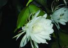 昙花的花语和传说