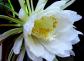 昙花