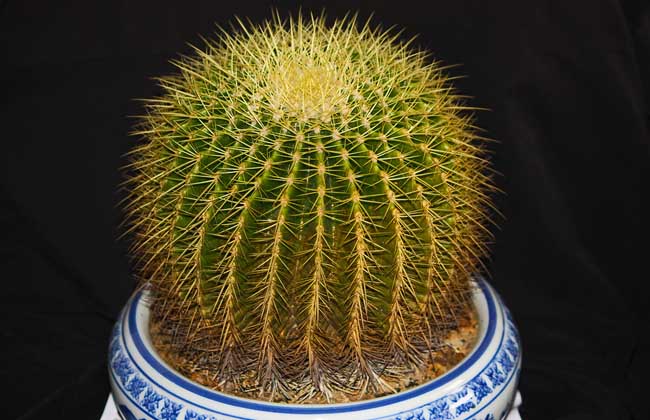 仙人球