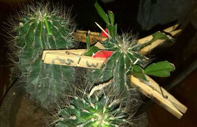 仙人球嫁接蟹爪兰