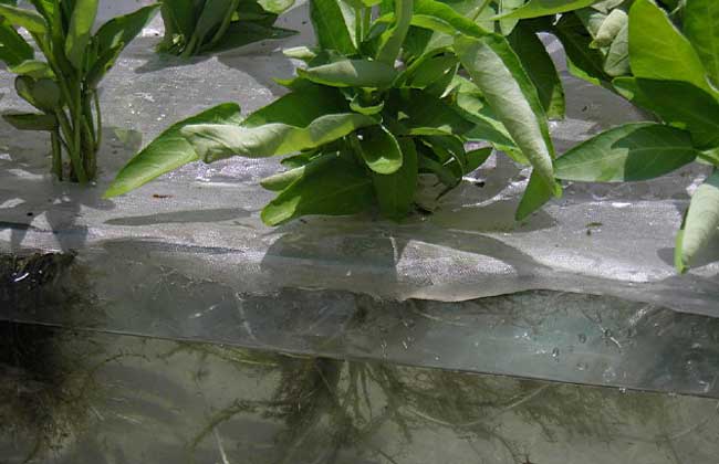 水上蔬菜种植