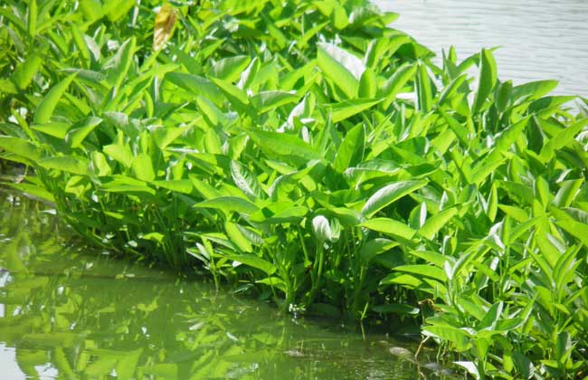 水上蔬菜种植