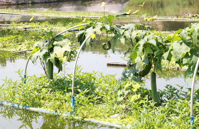 水上蔬菜种植