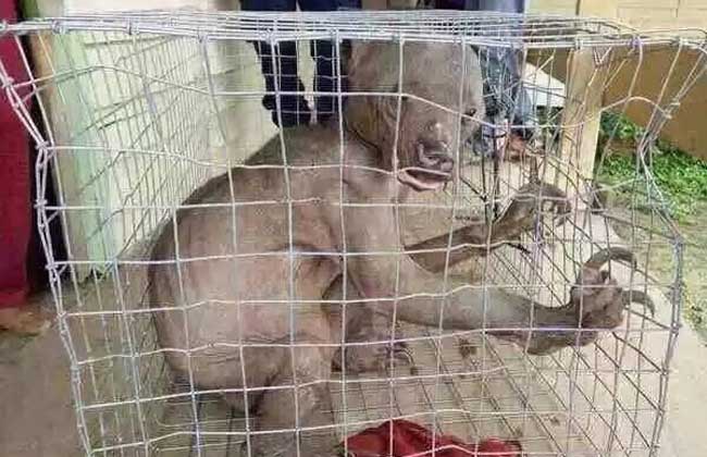 水猴子真的存在吗