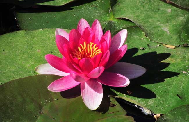 水里养的花有哪些