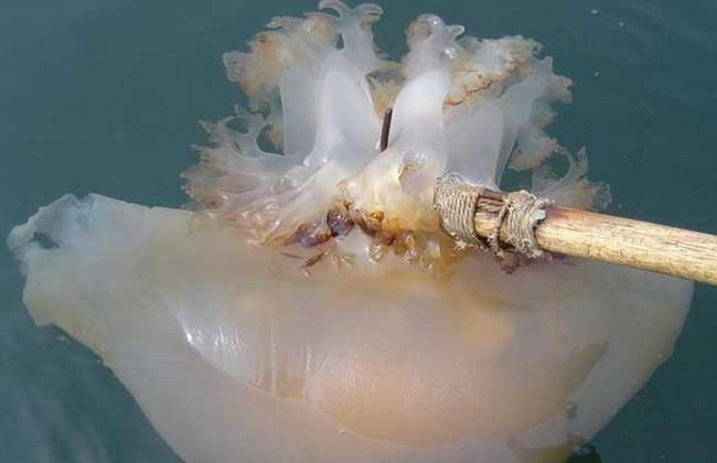 海蜇是水母吗？