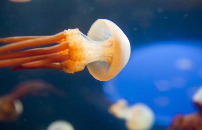 海蜇能蜇死人吗？