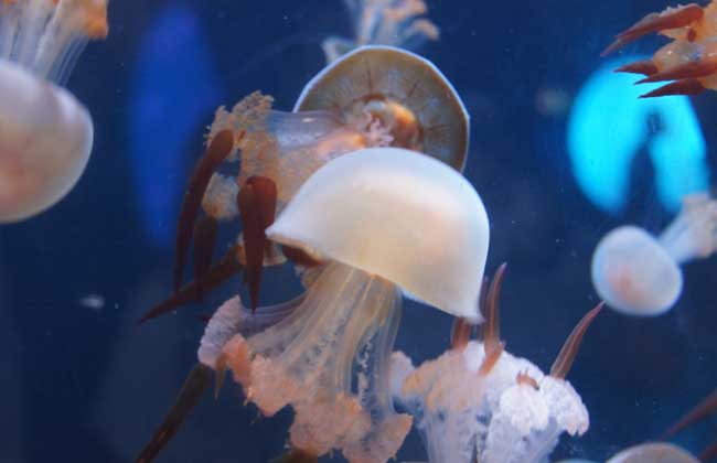 海蜇能蜇死人吗