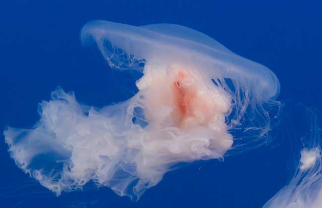海蜇能蜇死人吗