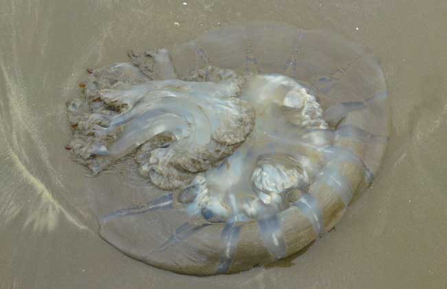 海蜇能蜇死人吗