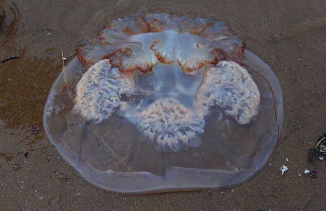 海蜇能蜇死人吗