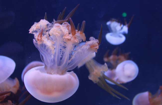 海蜇养殖技术