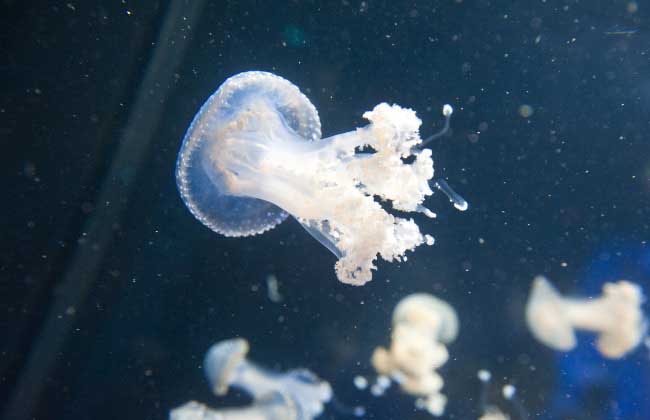 海蜇养殖技术