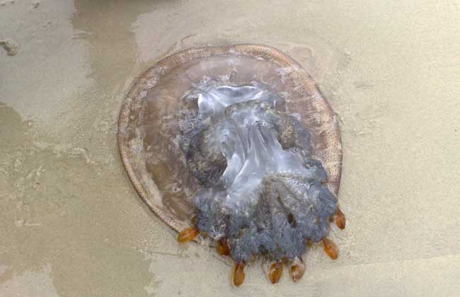 海蜇养殖技术