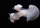 海蜇种类图片