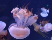 海蜇养殖技术视频