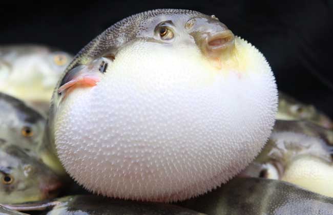 河豚