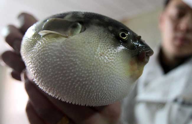 河豚鱼哪里有毒？
