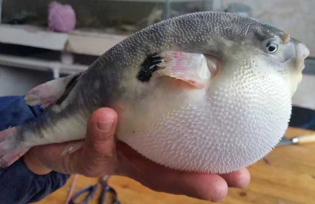 假睛东方鲀