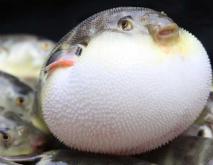 河豚