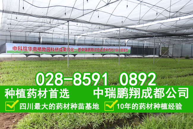四川种植什么药材最赚钱