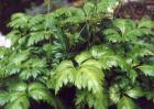 四川种植什么药材最赚钱