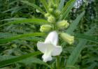 芝麻栽培技术