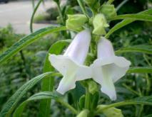 芝麻种植技术视频