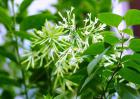 夜来香什么时候开花？