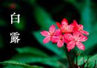 白露是什么意思？