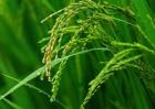 2017年芒种是几月几日？