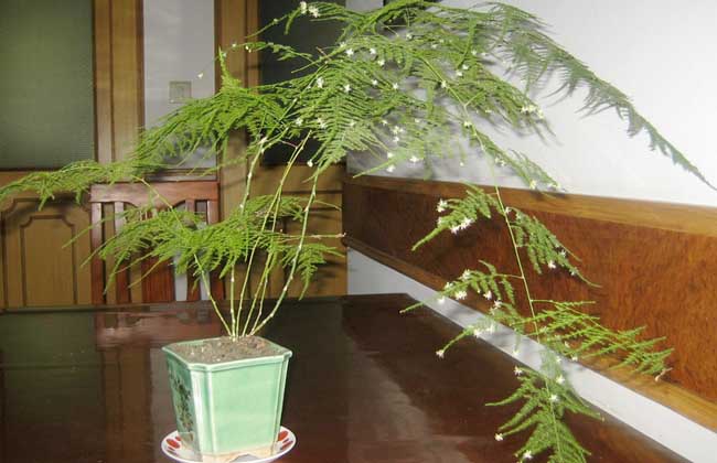 文竹的养殖方法和注意事项