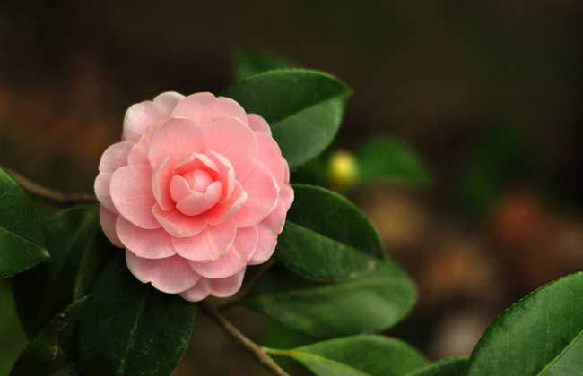 花语