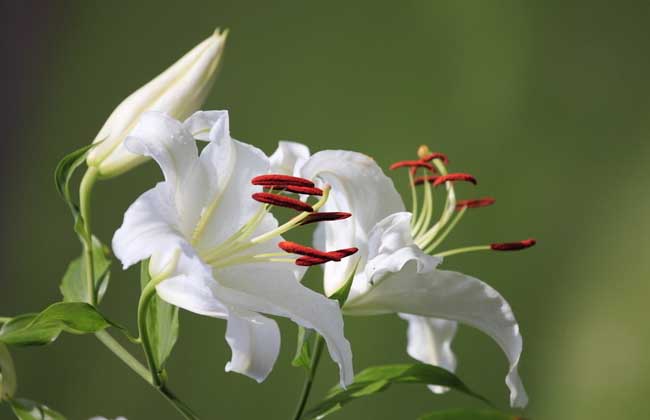 百合花语
