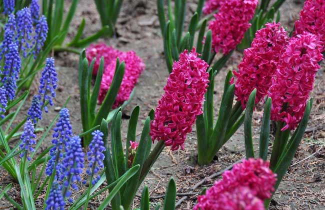 风信子花语
